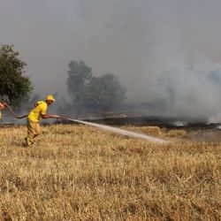 Manisa'da 1000 dekar alan çıkan yangında küle döndü