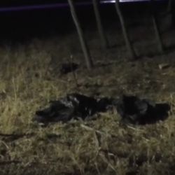 Ukrayna’da bir Türk’ü öldürüp, cesedini parçaladılar
