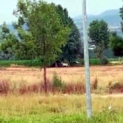 Bolu'da ata tecavüz etti