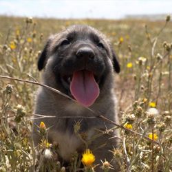 Kangal köpeklerine çipli takip