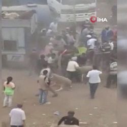 Fas’ta kurban pazarında satıcı-alıcı kavgasında yağma