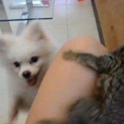 Köpekle köşe kapmaca oynayan lemur -İZLE