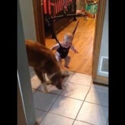 Köpekten küçük bebeğe zıplama dersi
