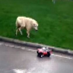 Köpeğin uzaktan kumandalı arabayla imtihanı İZLE