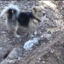 Köpek ölen sahibinin mezarına her gün gidiyor