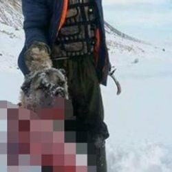 Nevşehir'de aç kalan kurtlar köpeği yedi
