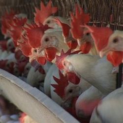 Tayvan'da kuş gribi: 2 binden fazla tavuk itlaf edildi