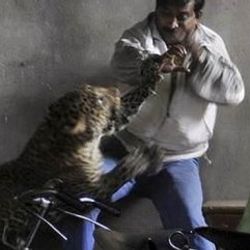 Leopar bir kişinin kafa derisini uçurdu