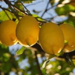 Limonun fiyatı 75 kuruşa düştü