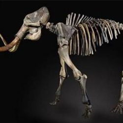 İngiltere'de 50 bin yıllık mamut 300 bin dolara satıldı