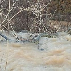 Manisa'da görülen 4 metre boyundaki yılanın sırrı çözüldü