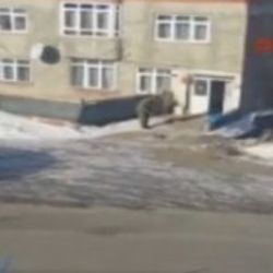 Mehmetçik odun kıran ninenin yardımına koştu