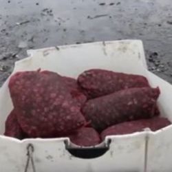 300 kilo midye avlayan kişiye bin 155 lira para cezası