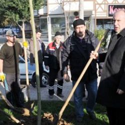Muharrem İnce özür dileyerek fidan dikti