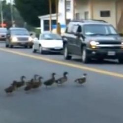 Şaşkın ördekler trafiği alt üst etti