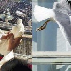 Papa'nın attığı güvercini martı kaptı