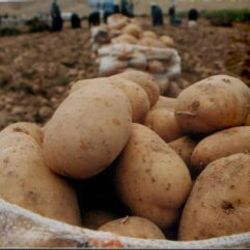 Bakanlıktan patates fiyatının artışına önlem