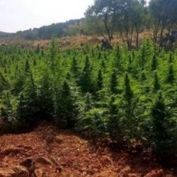 Diyarbakır'da 280 kilo esrar ele geçirildi