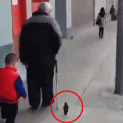 Sahibiyle yürüyüşe çıkan kuş dikkat çekti İZLE