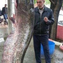 Gölcük'te 2 buçuk metrelik yayın balığı yakalandı