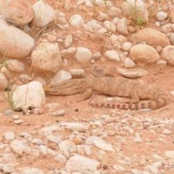 Şırnak'ta nesli tükenmekte olan bir hayvan yakalandı