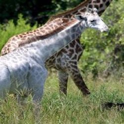 Tanzanya'da beyaz zürafa görüldü