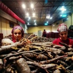 Adana'nın doğal ilacı şalgam eczanelerde satılacak