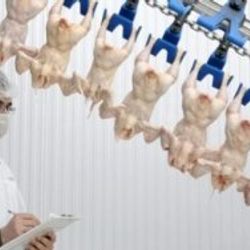Şeker Piliç üretim ve satışı durduruyor