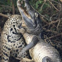 Jaguarın dev timsah avı