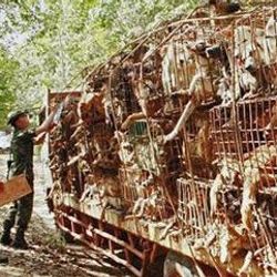 Tayland'da kedi ve köpek eti yasaklandı