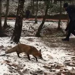 Ormanda tilki süprizi