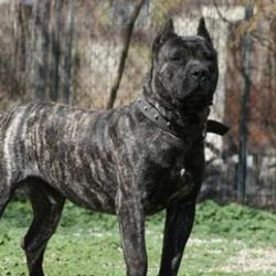 İngiltere'de aç kalan köpek komşuyu canlı canlı yedi