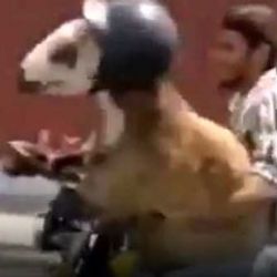 İran'da koyunların motosiklet seyahati İZLE