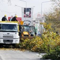 Yalova'da 180 ağaç Atatürk'ün gözleri önünde kesildi