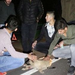 Yozgat'ta bacakları kırılan köpeğe gençler yardım etti