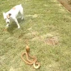 Köpek ile kobra yılanının ölümcül kavgası İZLE