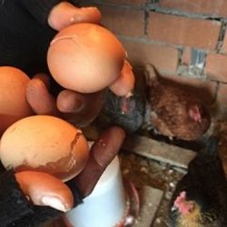 Kırklareli'de yumurtalar soğuktan dondu