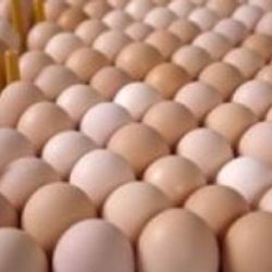 Yerli yumurta dünya pazarındaki payını büyüttü