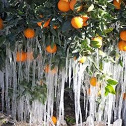 Zirai don mağduru çiftçiye 500 milyon lira tazminat