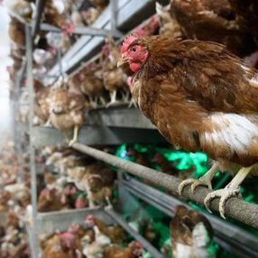 Fransa'da kuş gribi: 5 binden fazla beldede kümes hayvanları karantinaya alındı