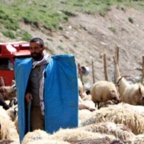 Türkiye, Afganistan'dan çoban ithal edecek