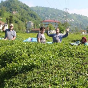 Çay üreticileri, ailece bahçeye girdi