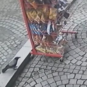 Kastamonu'da cipslere dadanan kargalar