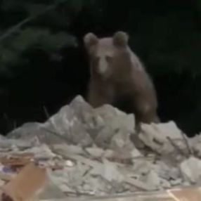 Artvin'de, evin kapısına gelen ayı görüntülendi