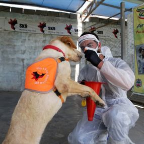 İran'da köpekler koronavirüsü teşhis etmek için eğitildi