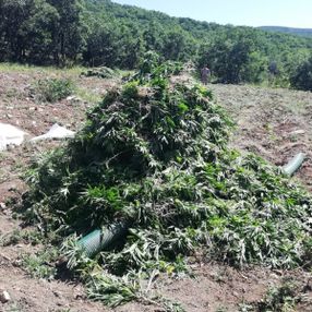 Diyarbakır'da 2 milyon 452 bin 500 kök kenevir bulundu