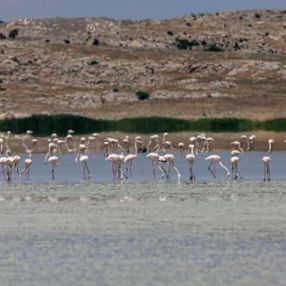 Yarışlı Gölü, binlerce flamingo misafir etti