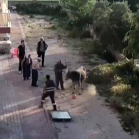 Burdur'da, sahibinin elinden kaçan boğa