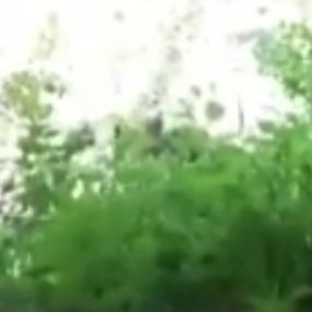 Bartın'da ekipleri kovalayan ayı