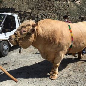 Artvin'de 2 tonluk boğa, 60 bin liraya satıldı